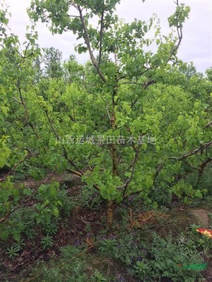 6公分山楂樹價格_6公分山楂樹半冠價格_6公分裸根山楂樹價格